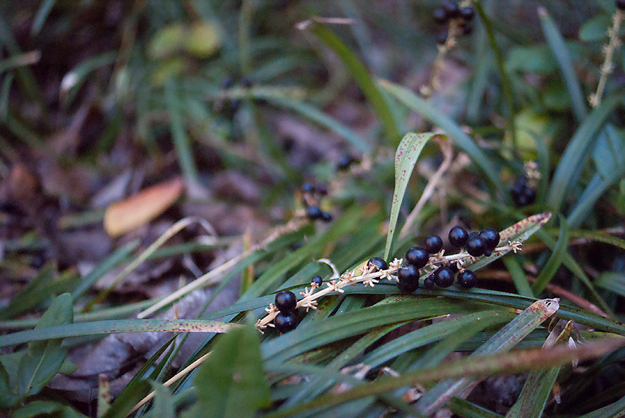 Camera ISO