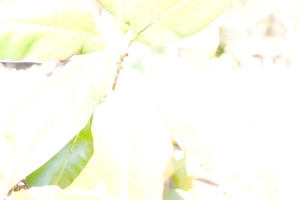 Camera ISO