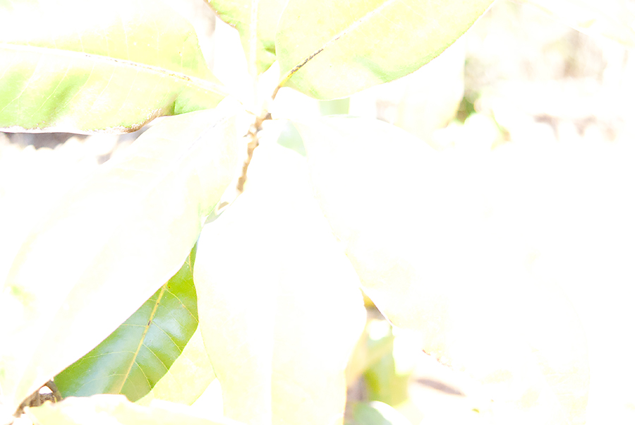 Camera ISO