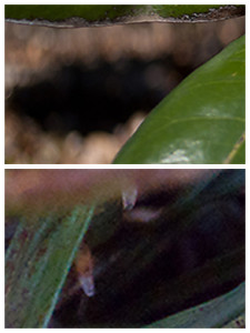 Camera ISO