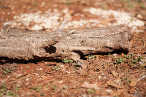 Depth of Field