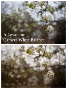 Camera White Balance