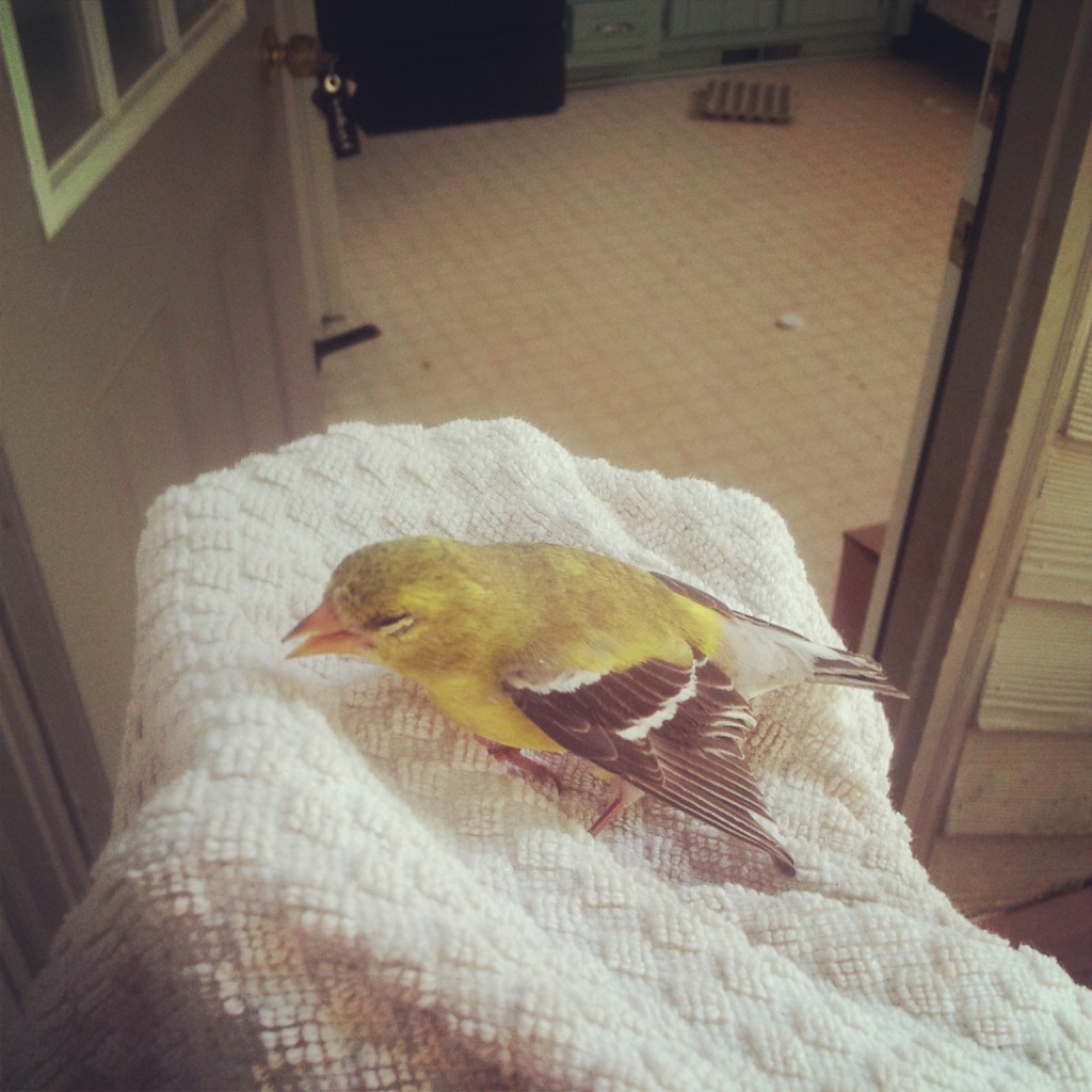 Gold Finch