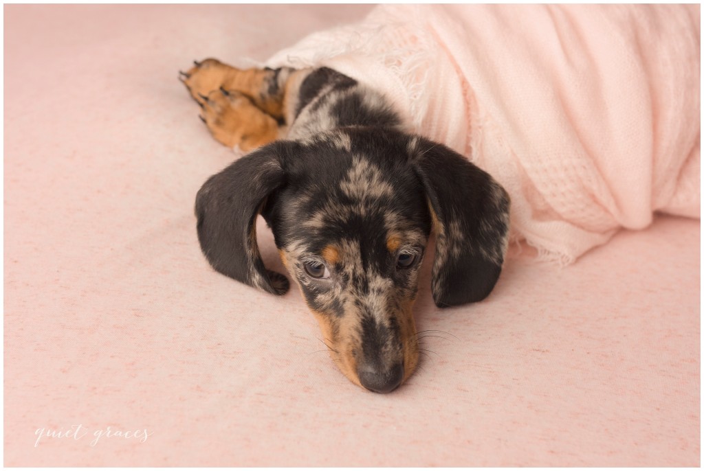 Newborn Puppy Pictures Greenville SC