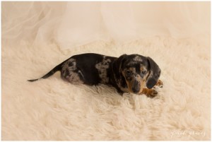Puppy Pictures Greenville SC