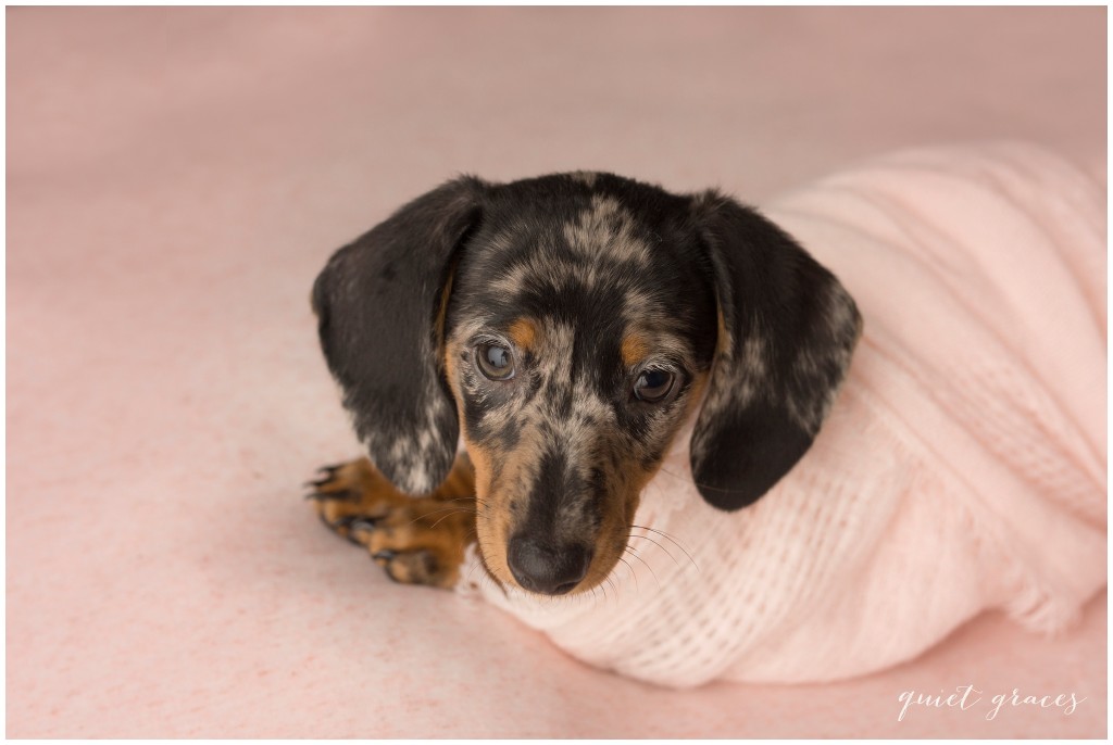 Dog Pictures Greer SC